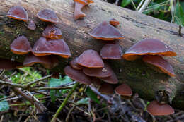 Image of ear fungus