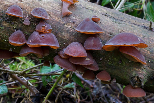 Image of ear fungus