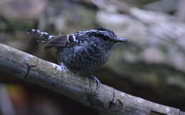 Image of Scaled Antbird