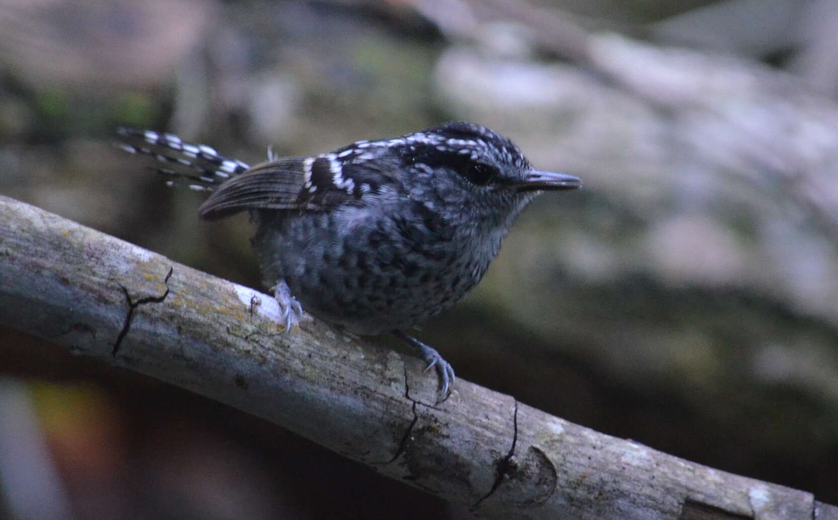 Image of Scaled Antbird