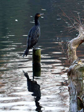 Image of Black Shag