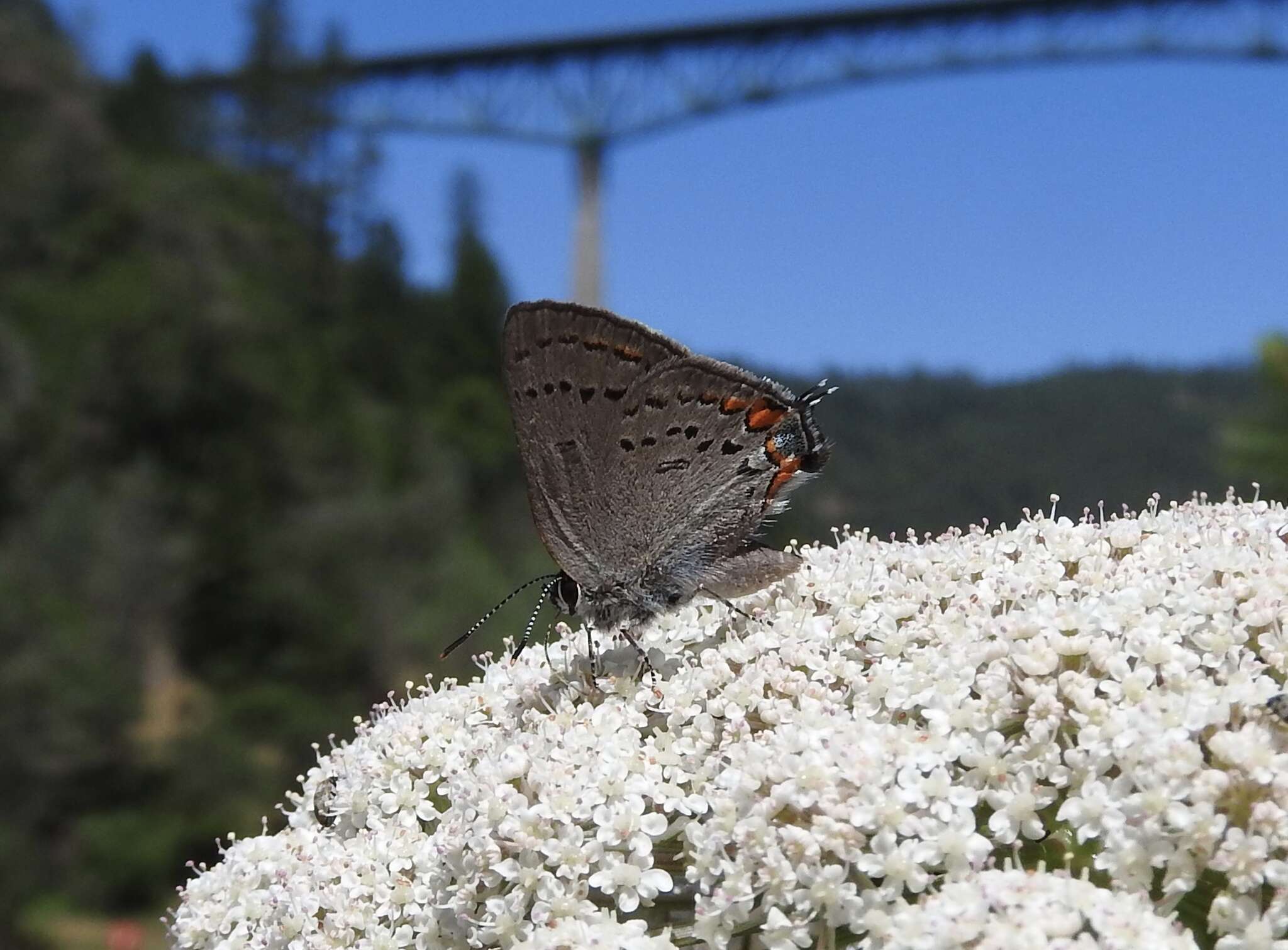 Image of California Hairstreak