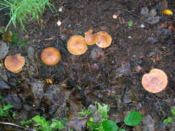 Image of Tricholoma fulvum (DC.) Bigeard & H. Guill. 1909