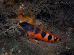 Image of Saddled Blenny