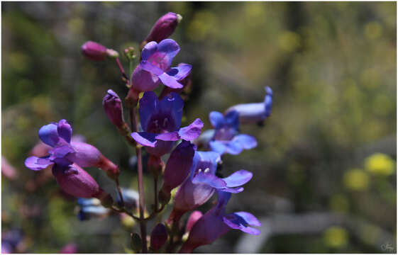 Слика од Penstemon spectabilis Thurb. ex Torr. & Gray