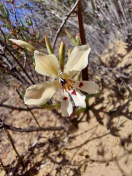 Image of Lapeirousia fabricii subsp. fabricii