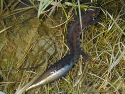 Image of Great Crested Newt