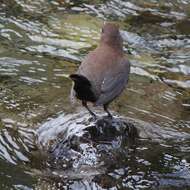 Image of Brown Dipper