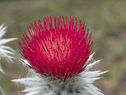 Слика од Cirsium occidentale var. candidissimum (Greene) J. F. Macbr.