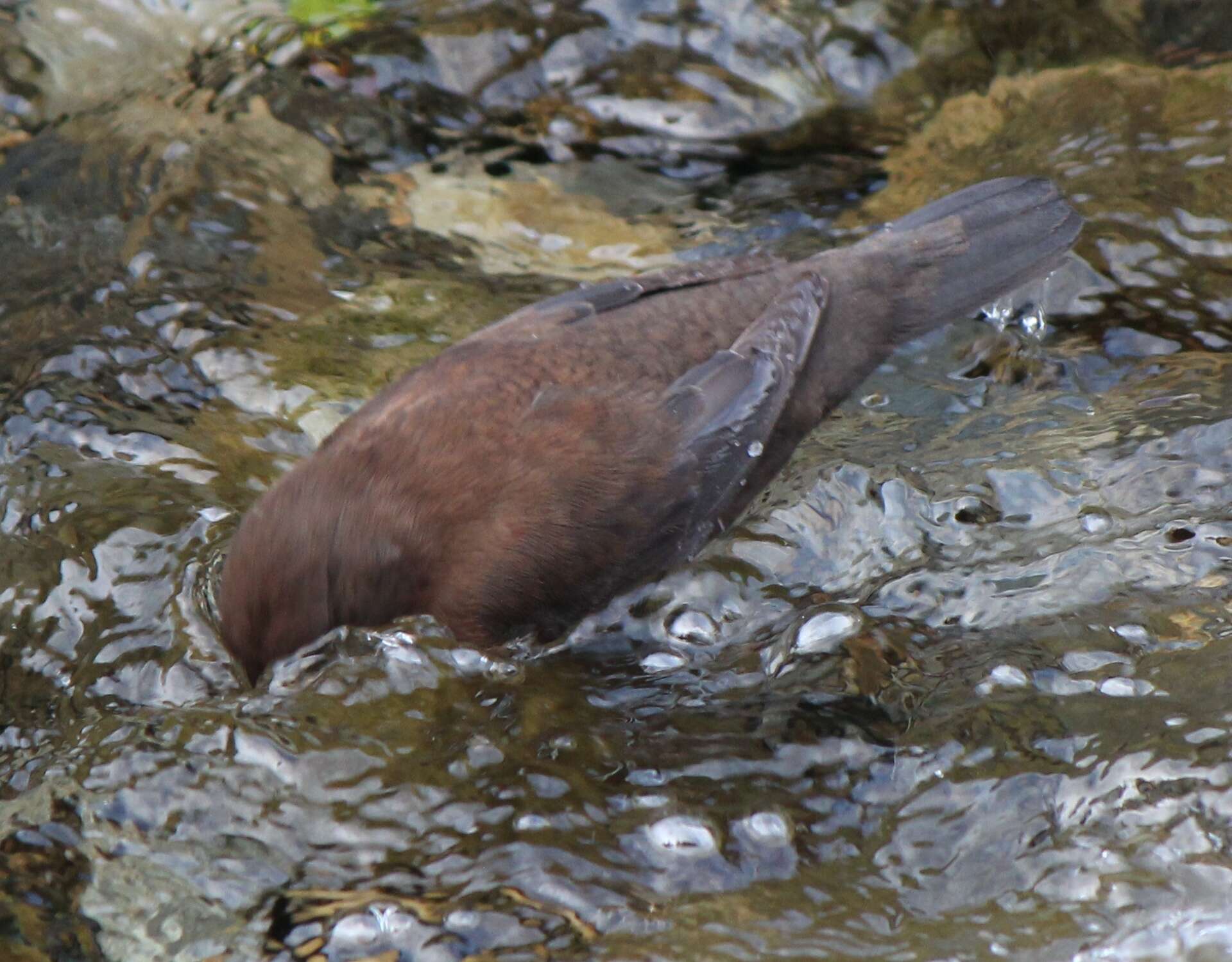 Image of Brown Dipper