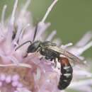 صورة Lasioglossum interruptum (Panzer 1798)