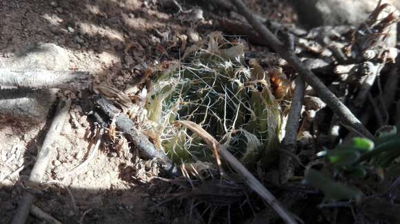 Image of Haworthia decipiens var. virella M. B. Bayer