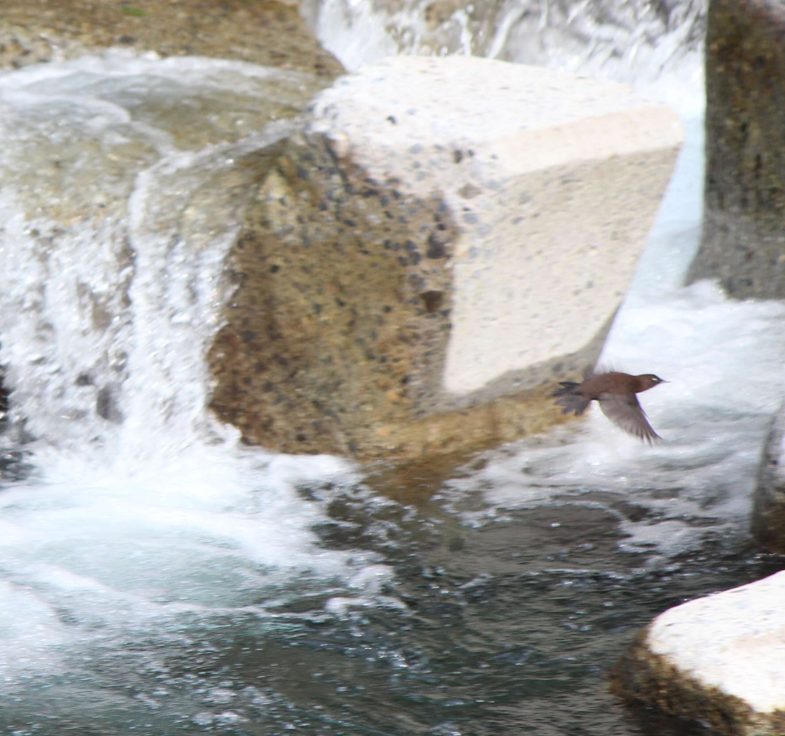 Image of Brown Dipper