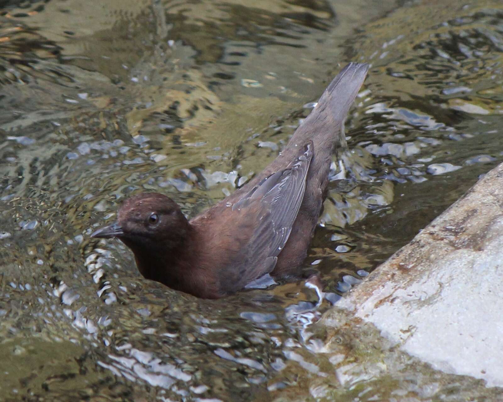 Image of Brown Dipper