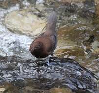 Image of Brown Dipper