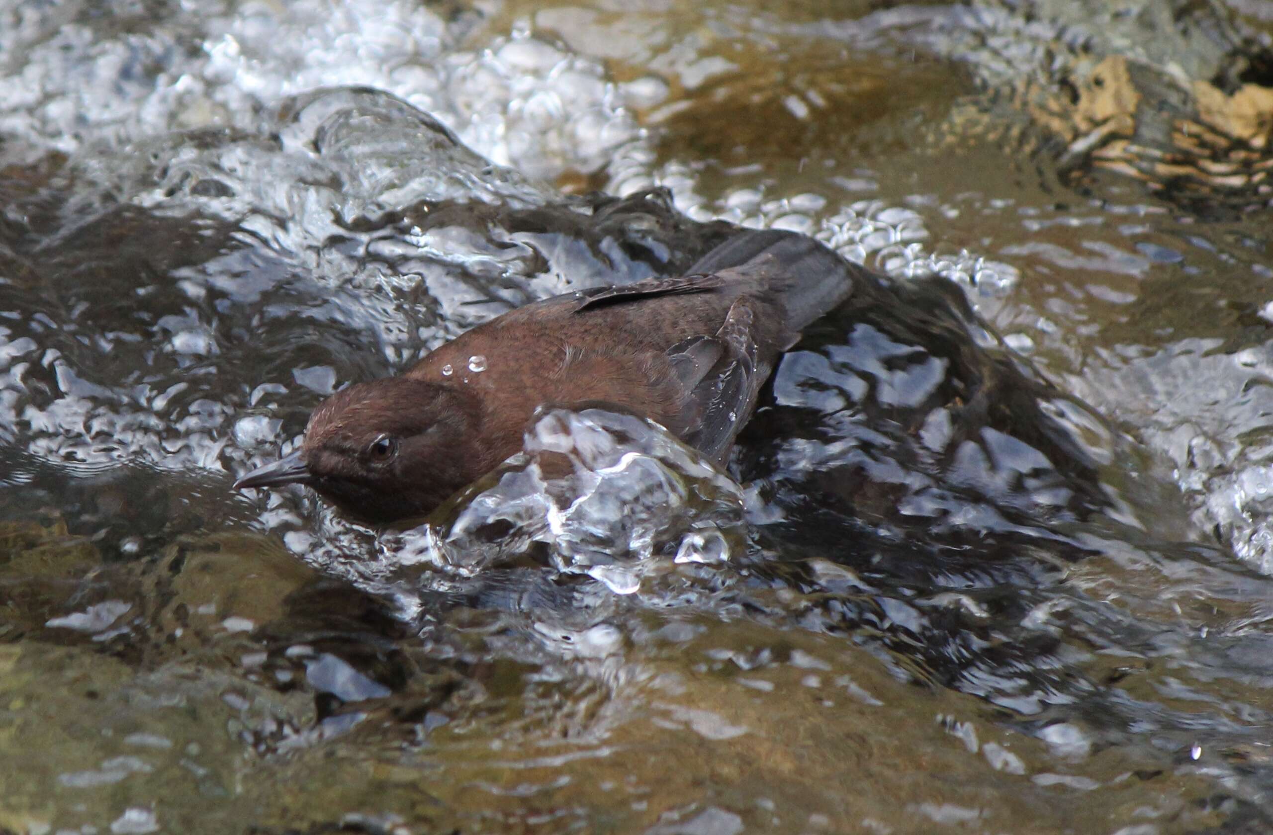 Image of dippers