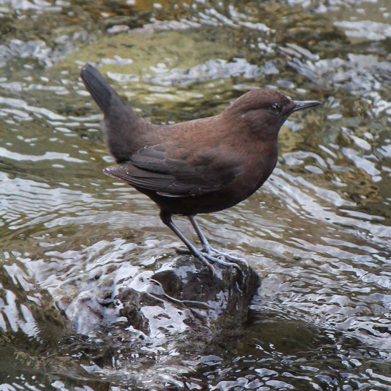 Image of dippers