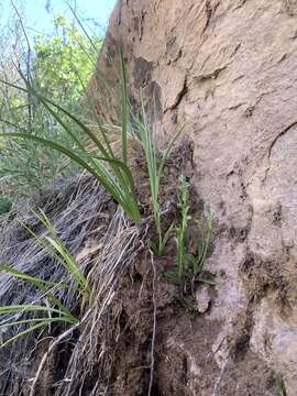 Image of Alcove Bog Orchid