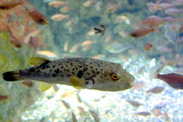 Image of Grass Puffer