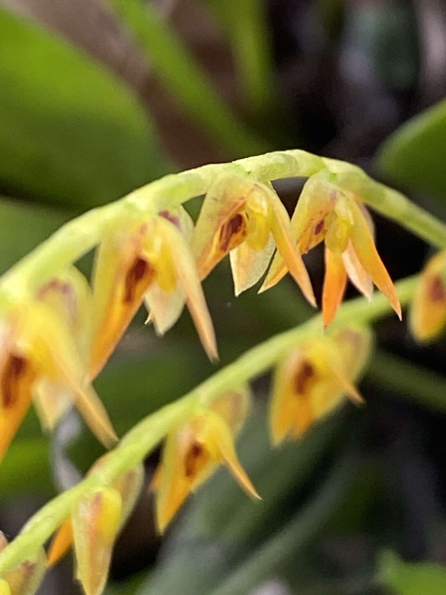 Image of Acianthera glumacea (Lindl.) Pridgeon & M. W. Chase