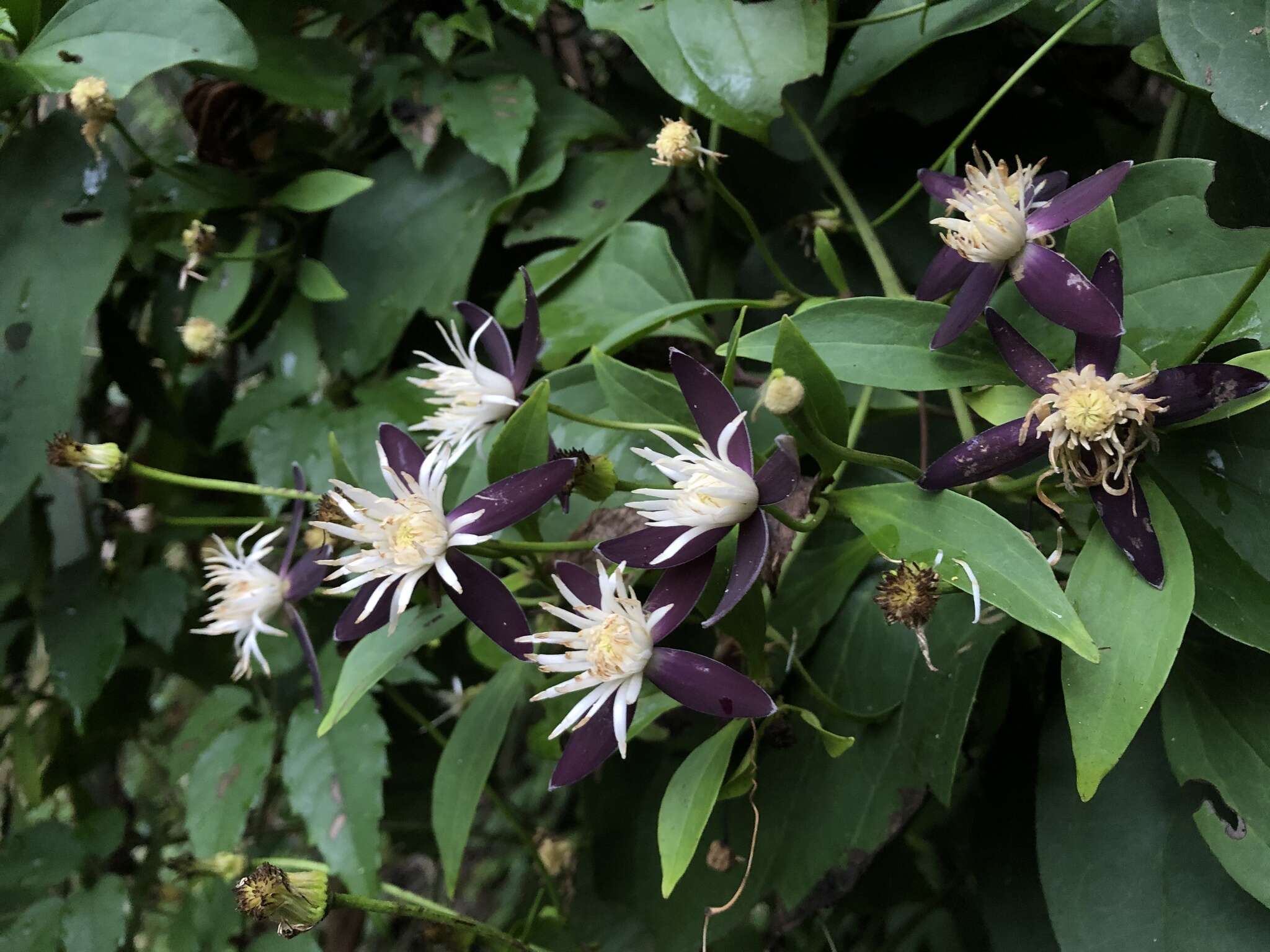 Image of Clematis tashiroi Maxim.