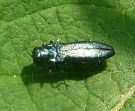 Image of Metallic wood-boring beetle