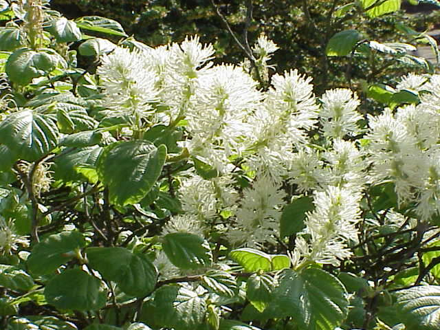 Image of mountain witchalder