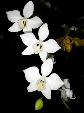 Image of Phalaenopsis aphrodite Rchb. fil.