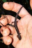 Image of Shenandoah Salamander