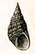Image of Phasianotrochus bellulus (Dunker 1845)