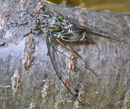 Image of chorus cicada