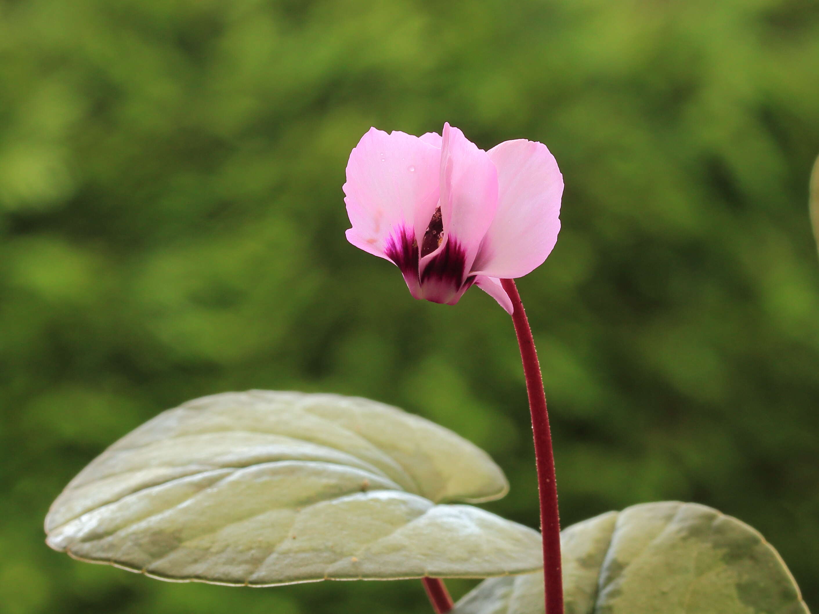 Image of Cyclamen coum Miller