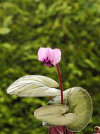 Image of Cyclamen coum Miller