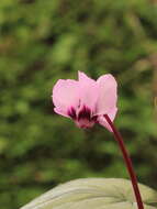 Image of Cyclamen coum Miller