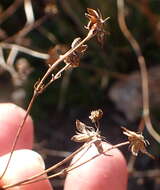 Image of Alepidea capensis var. capensis