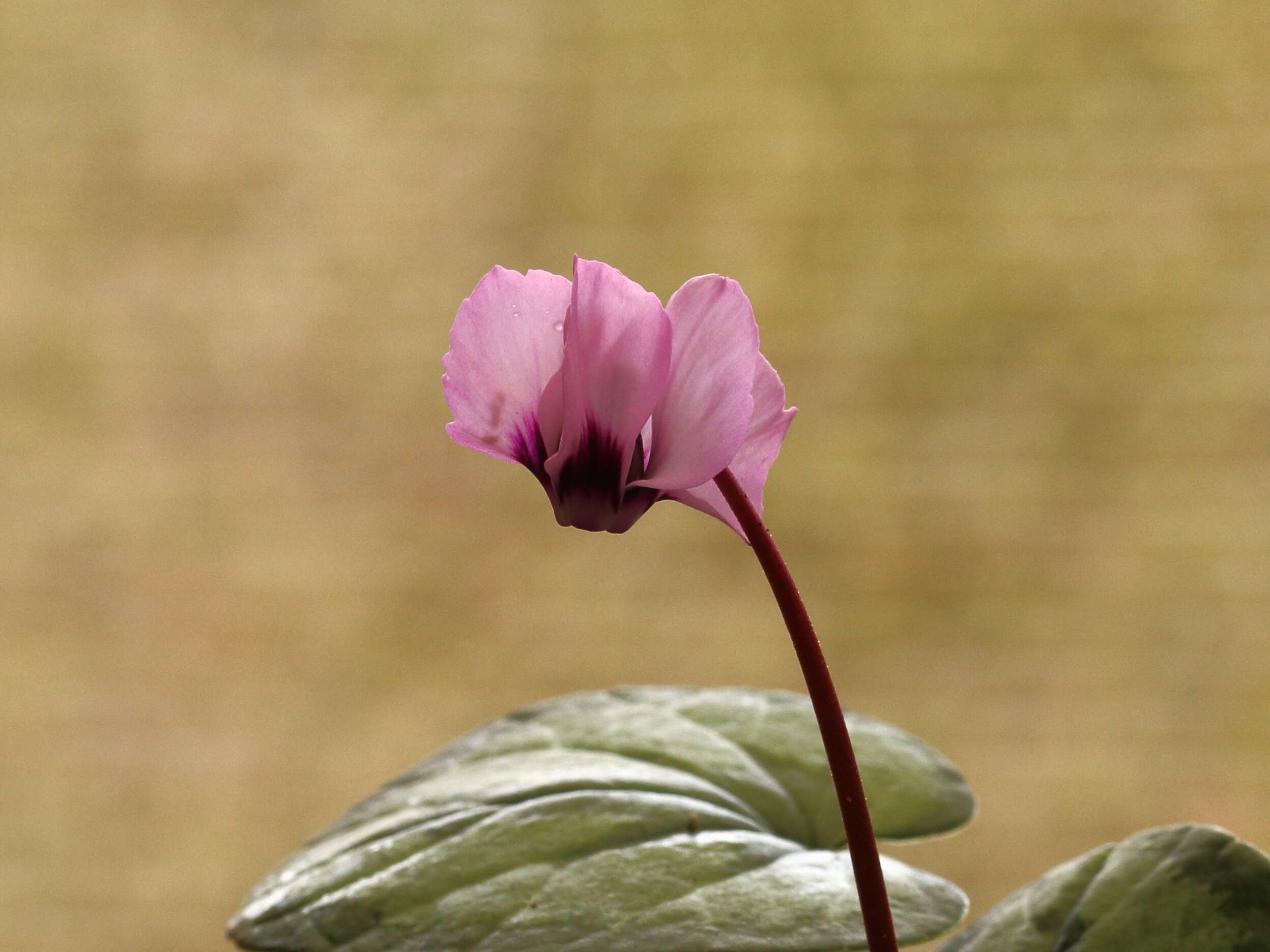 Image of Cyclamen coum Miller