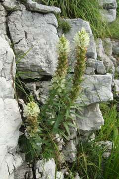 Image of Campanula thyrsoides subsp. carniolica (Sünd.) Podlech