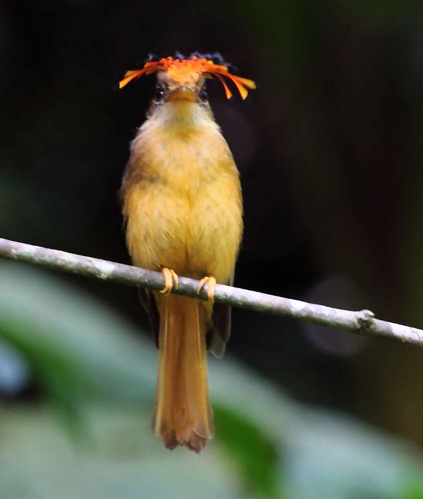 Onychorhynchus swainsoni (Pelzeln 1858) resmi