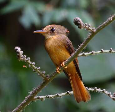 Onychorhynchus swainsoni (Pelzeln 1858) resmi