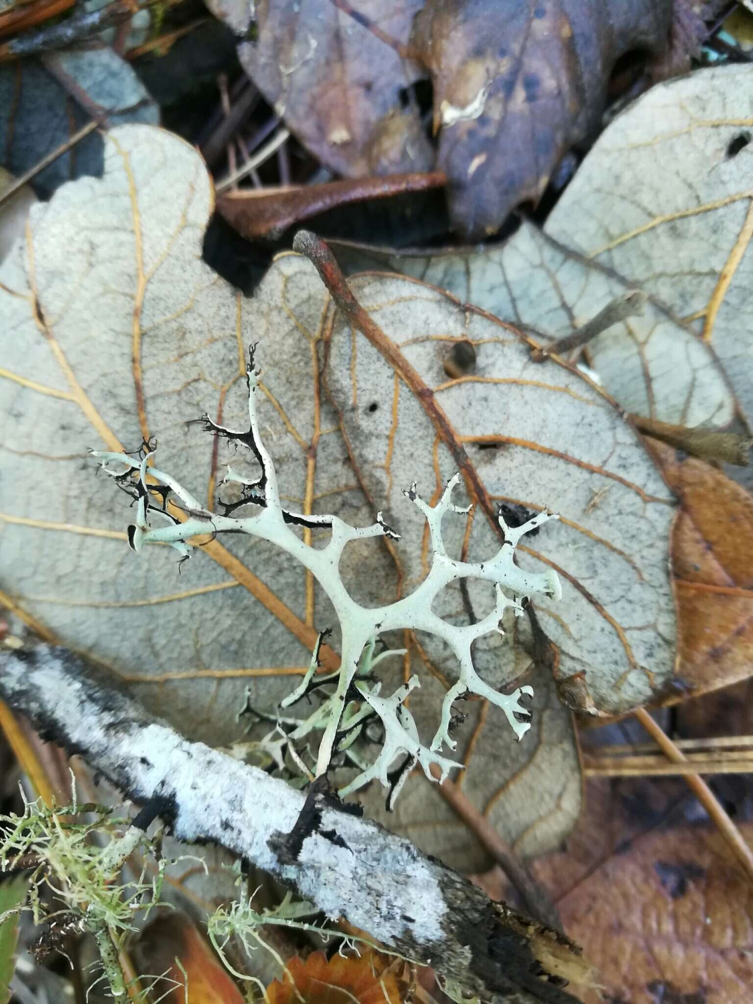 Image of Pseudevernia intensa (Nyl.) Hale & W. L. Culb.