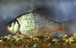 Image of Crucian Carp