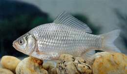 Image of Gibel carp