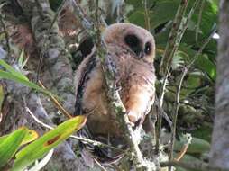 Image of Rufous-banded Owl