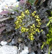 Image of Soroseris pumila Stebbins