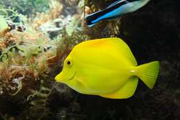 Image of Lemon Sailfin