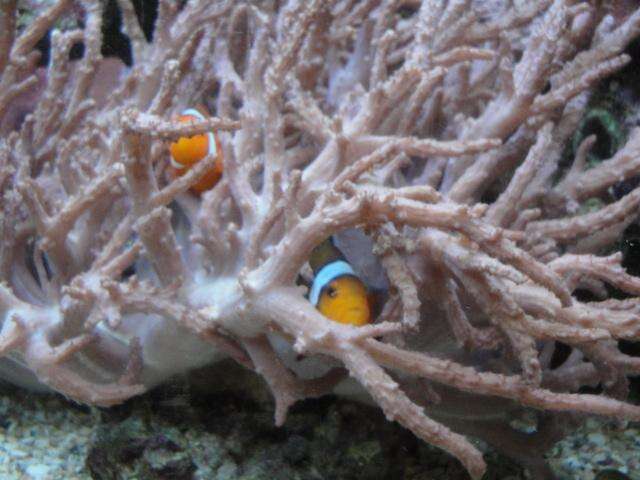 Image of Common clownfish