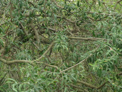 Image of Sapium haematospermum Müll. Arg.