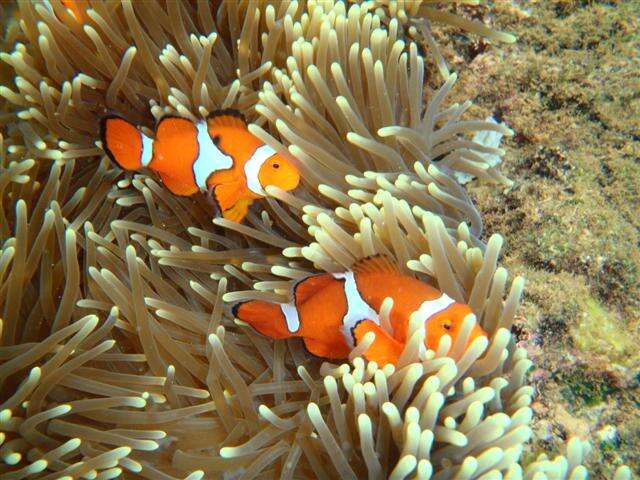 Image of Common clownfish