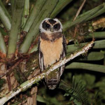 Image of Tawny-browed Owl