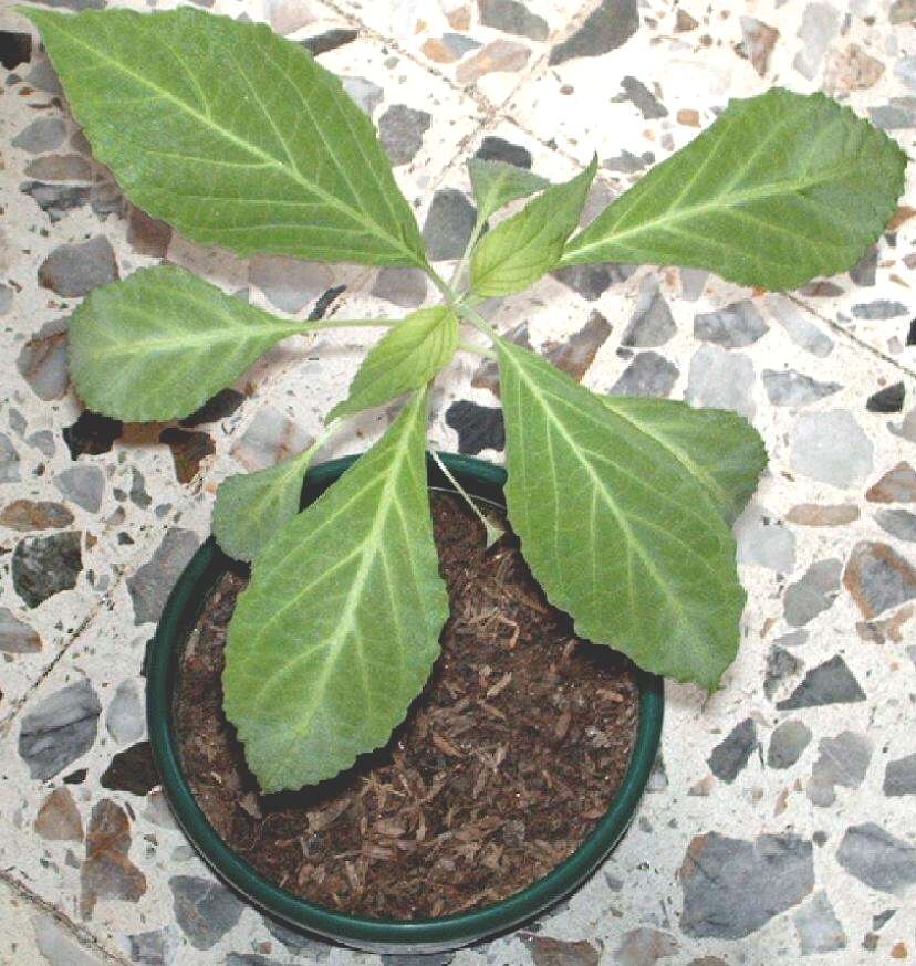 Imagem de Salvia divinorum Epling & Játiva